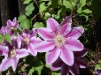 Clematis x jackmannii (Clematită)